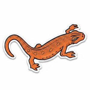 Salamander Sticker | Red Spotted Newt | Weatherproof Vinyl | Water Bottle Sticker | by Sprouted Scribbles