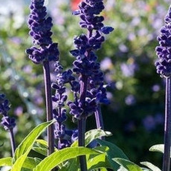 Sapphire Salvia  Sinaloan Blue Sage  50 seeds