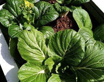 Bok Choy Pak choy seeds 200