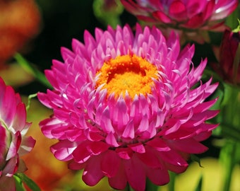 Helichrysum purple red 50 seeds