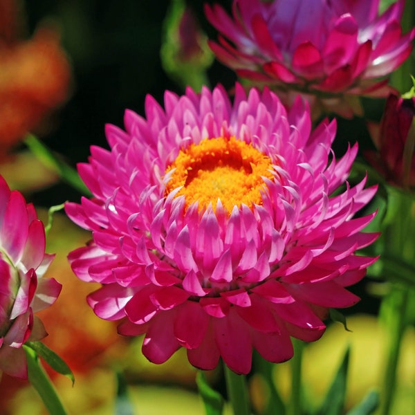 Helichrysum purple red 50 seeds