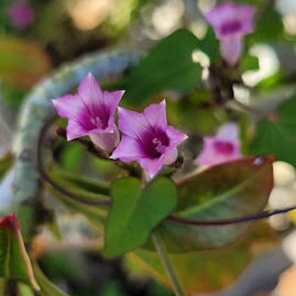 Little bell morning glory seeds Ipomoea free shipping 20 seeds