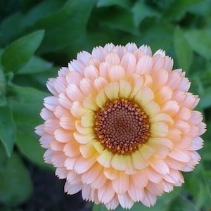 Calendula Pink surprise 50 seeds