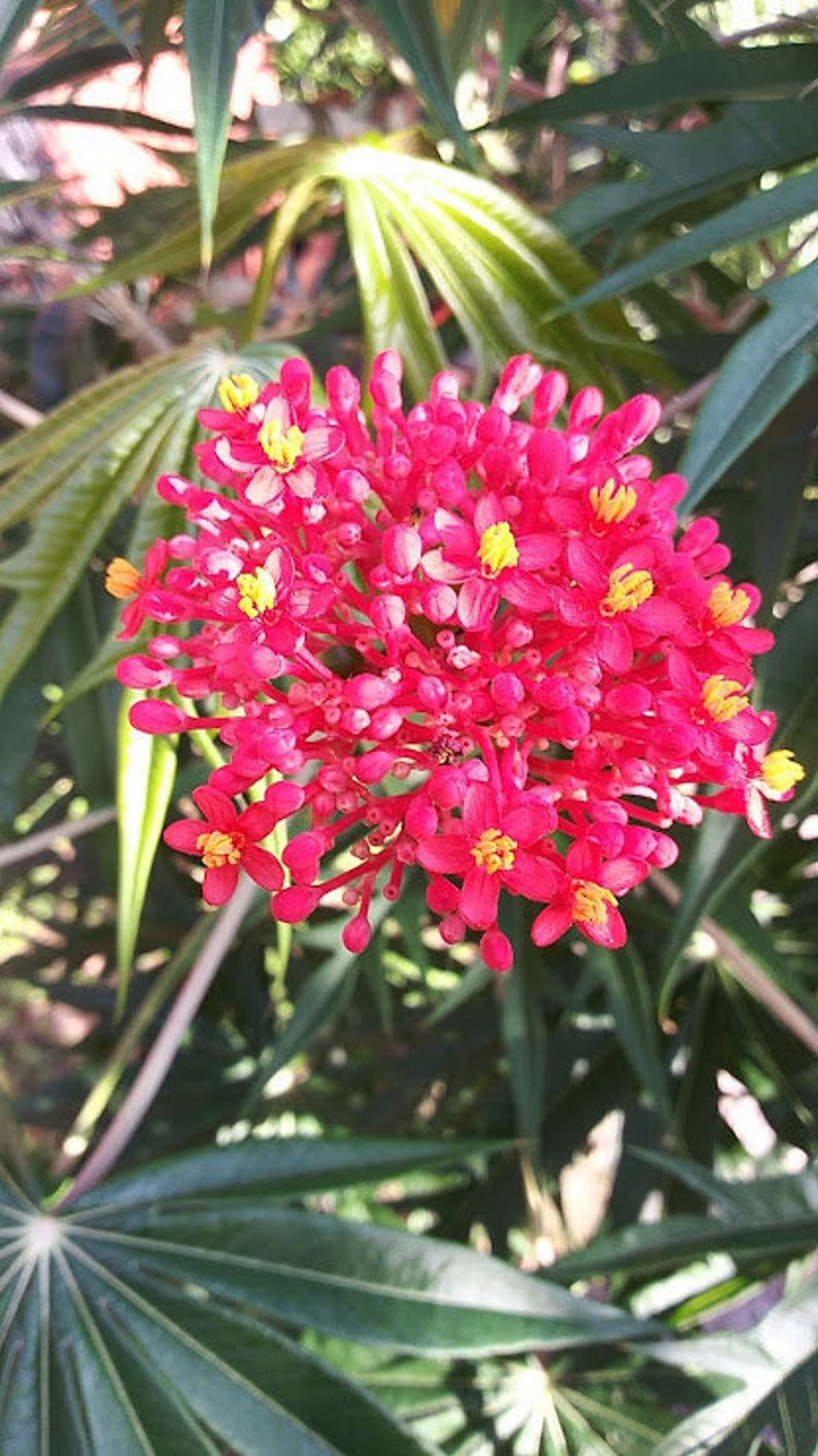 Coral Bush Plant seeds Jatropha Multifada 5 seeds Etsy