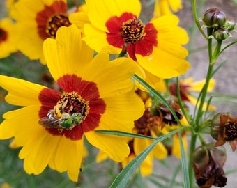 Plains coreopsis seeds 200+ Coreopsis tinctoria