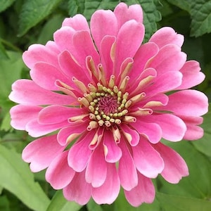 Zinnia Mix, Heirloom California Giants 30 seeds