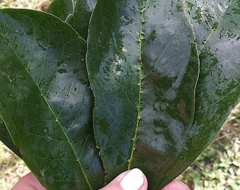 Dried sour sop leaves 1 oz