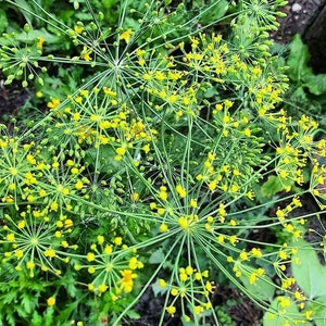 Mammoth Dill seeds butterfly attracting free shipping