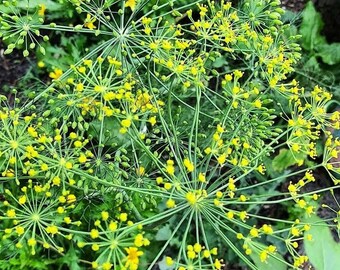 Mammoth Dill seeds butterfly attracting free shipping