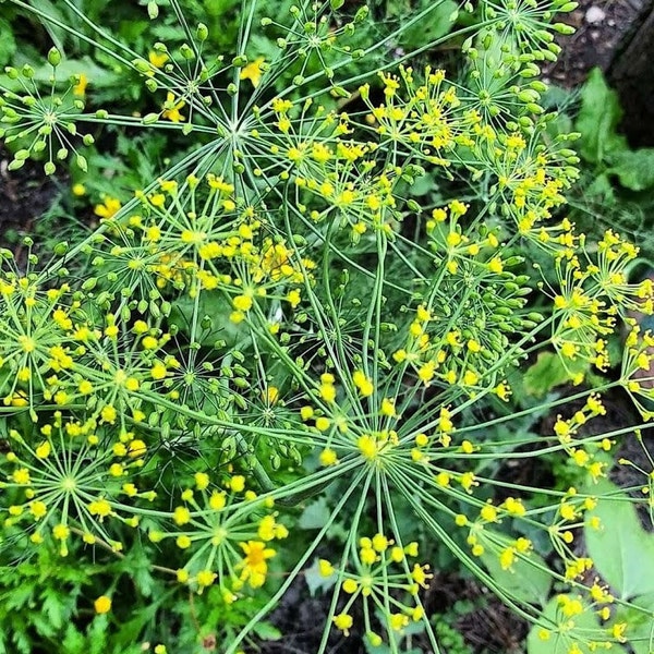 Mammoth Dill seeds butterfly attracting free shipping