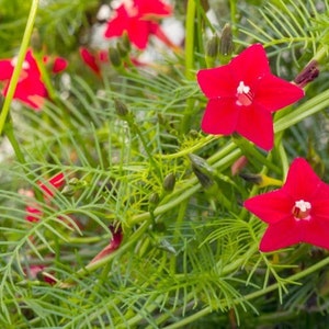 Cardinal Creeper Hummingbird vine Ipomoea Quamoclit Cardinalis seeds 20
