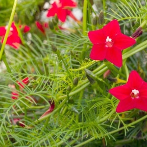 Cardinal Creeper Hummingbird vine seeds 20