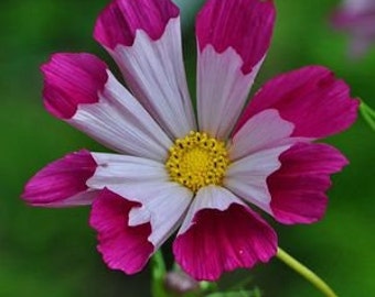 Seashell cosmos 50 seeds