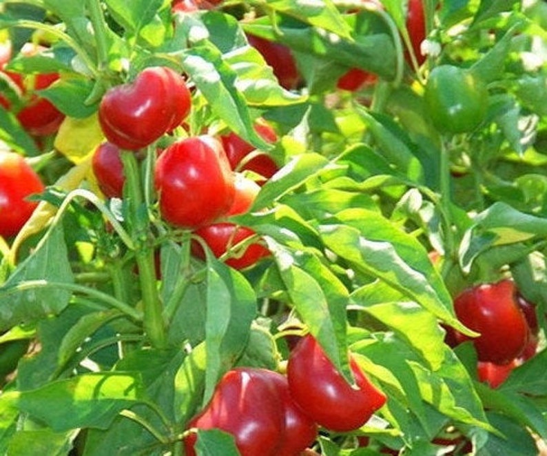Cherry Bomb Pepper Seeds Etsy