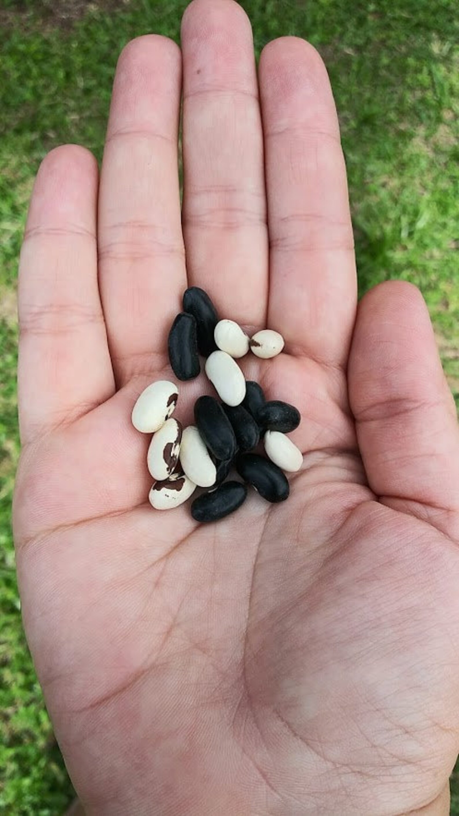 Heirloom Cherokee Wax Yellow Bush Bean Seeds 30 Etsy