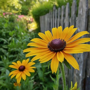 Black-Eyed Susan seeds, Heirloom seeds, Rudbeckia 300+
