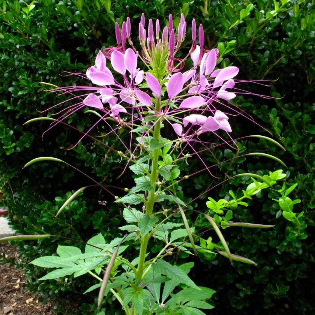 Cleome Violet Queen Hassleriana Spider Plant 50 Seeds Etsy