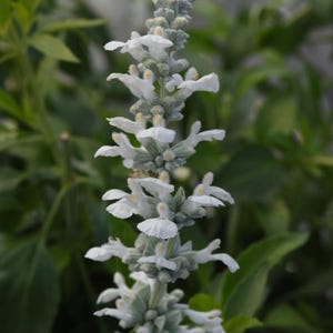 Salvia farinacea | White Salvia Seeds | Mealycup Salvia| 50 seeds | Free Shipping