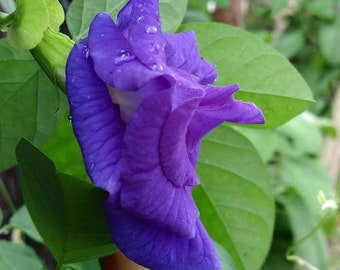 Blue butterfly pea seeds free shipping 25 seeds