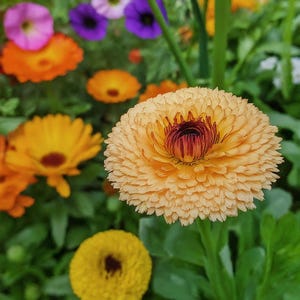 Calendula Pink surprise 50 seeds