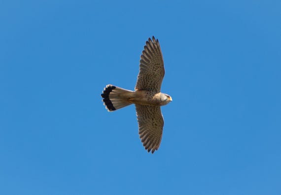 Physical Print of a Kestrel