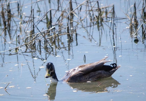 Physical Print of a Duck
