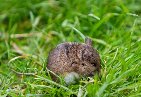 Physical Print of a Vole