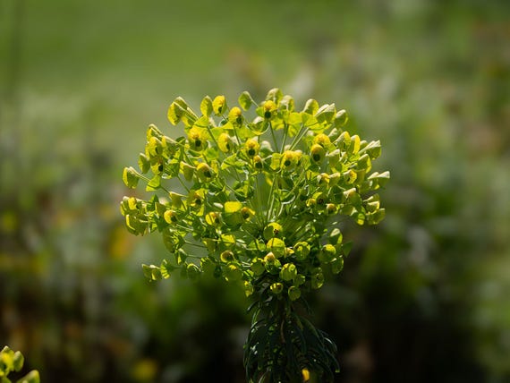 Physical Print of Spurge