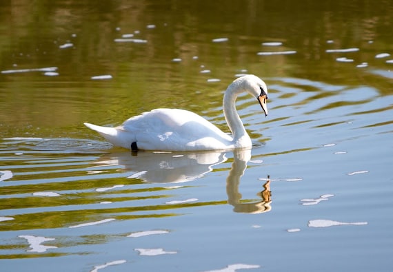 Physical Print of a Swan