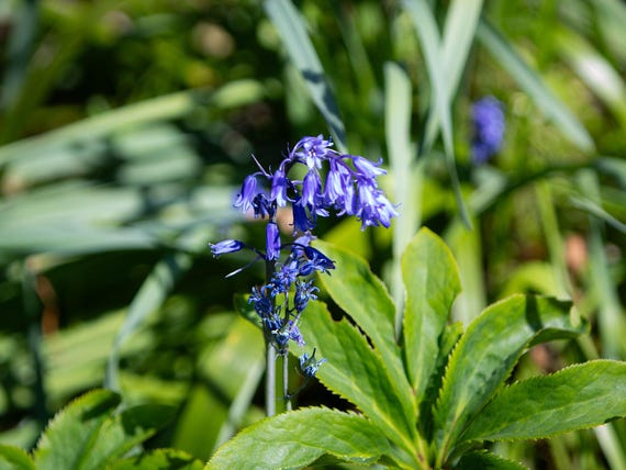 Physical Print of Bluebells