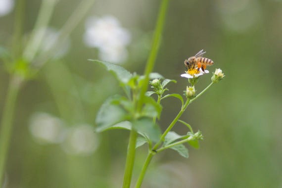 Honey Bee Print (Macro Photography)