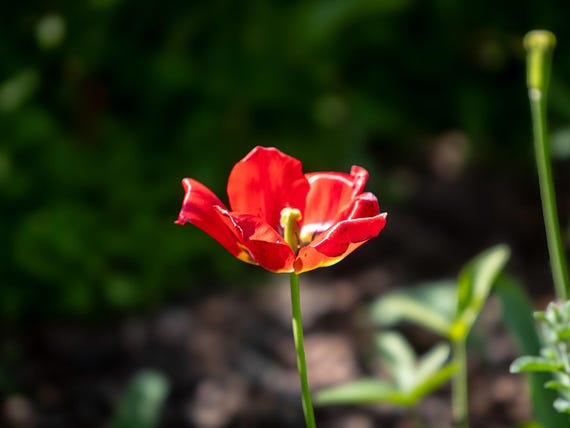 Physical Print of a Red Tulip