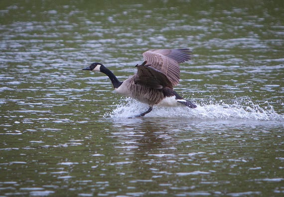 Physical Print of a Canadian Goose