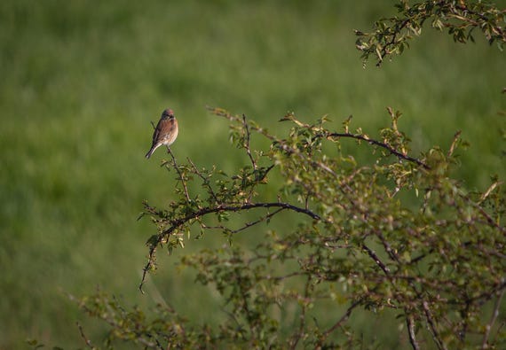 Physical Print of a Linnet