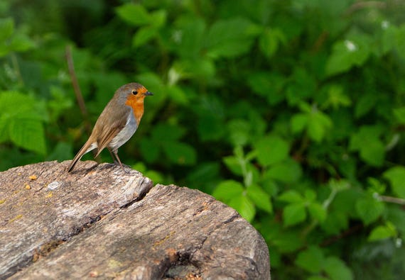 Physical Print of a Robin