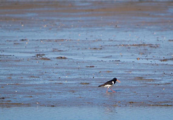 Physical Print of an Oystercatcher