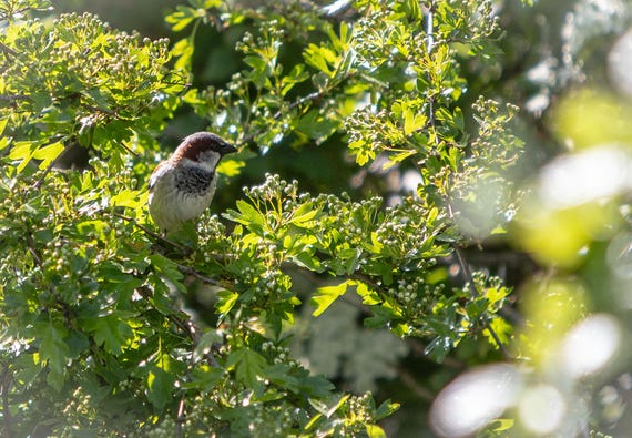 Physical Print of a House Sparrow