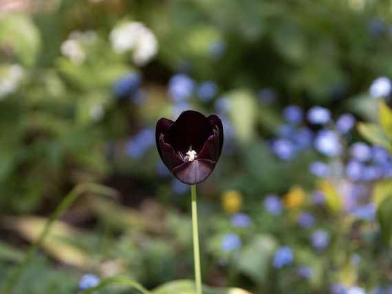 Physical Print of a Tulip