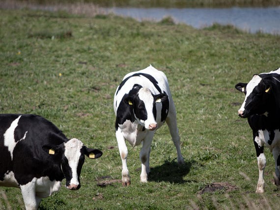 Physical Print of Cows in a Field