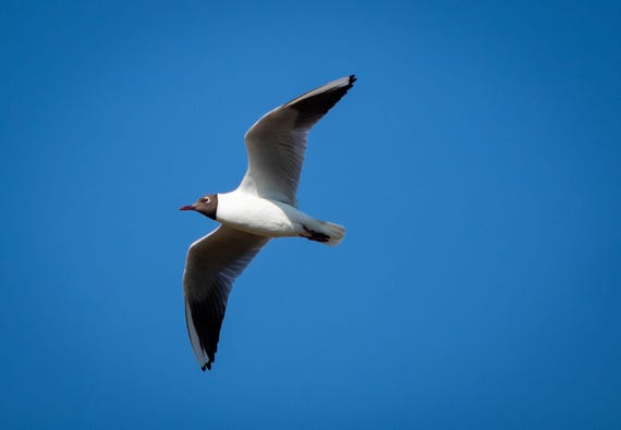 Physical Print of a Black Headed Gull