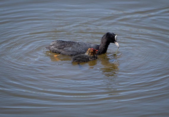 Physical Print of Coots