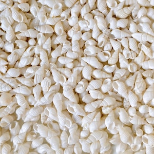 May include: A close-up of a collection of small, white seashells. The shells are of various shapes and sizes, with a spiral or conical form. The shells are densely packed together, creating a textured surface.