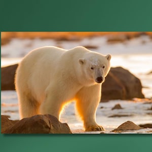 Polar Bear Sunset Wildlife Winter Print,Polar Bear Canvas Print,Winter Wildlife Poster,Arctic Animal Decor,Rustic Cabin Wall Art,