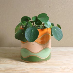 Op de afbeelding: Een potplant met grote, ronde groene bladeren staat in een cilindrische keramische plantenbak. De plantenbak heeft een golvend ontwerp in tinten oranje, perzik en groen. De plantenpot is ongeveer 15 cm hoog.