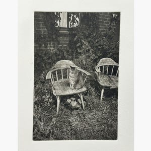 Puede incluir: Grabado en blanco y negro de un gato sentado en una silla de madera en un jardín. El gato mira hacia adelante. Otra silla de madera está a la derecha. Una pared de ladrillos y follaje en el fondo.