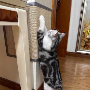 Puede incluir: Un gato atigrado plateado y negro se alza sobre sus patas traseras, extendiendo la pata hacia un rascador beige. El pelaje del gato tiene un patrón de rayas distintivo. El rascador es rectangular y tiene una textura tejida.