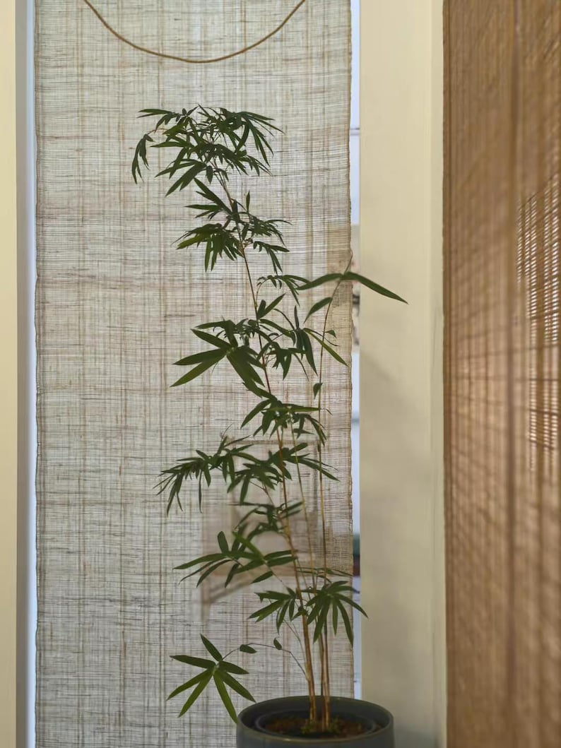 Puede incluir: Una planta de bamb&uacute; alta y esbelta con tallos finos de color marr&oacute;n claro y numerosas hojas puntiagudas de color verde oscuro. La planta est&aacute; en una maceta cil&iacute;ndrica de color gris oscuro, mostrando un crecimiento vertical natural.