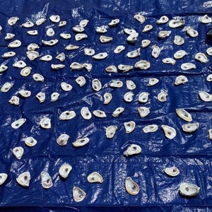 cleaned oyster shells for crafts