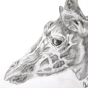 Giraffe Drawing-Print of Original-African Animal-Realistic Sketch