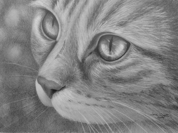 Yeux De Chat 2 Dessin Au Crayon Graphite Croquis De 5 X Etsy Yeux De Chat 2 Dessin Au Crayon Graphite Croquis De 5 X Etsy